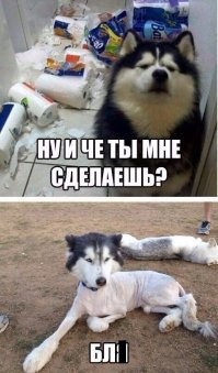 Так выглядит месть: убойные примеры этого особенного действия