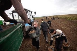За рулем трактора фермер может и сам посидеть - не зазорно. Нанятые за копейки мигранты в роли сезонных рабочих - это вот так и вот так.