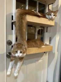 обычная кошачья неопределённость гейзенберга. чего тут такого?
