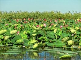 Приморско-Ахтарский район.п.Садки.