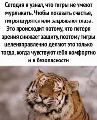 Так делают все кошачьи.
