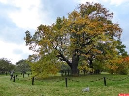 У Собянина двойной заслон создан. Вдруг кто-то срубит.