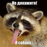 Котяра, похожий на Зорро, стал популярным в сети