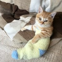 16 компактных животных, которые  помещаются где угодно