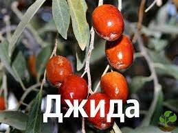 Тыблочки и джида.. ммм объеденье. В Казахстане навалом раньше было