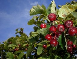 Тыблочки и джида.. ммм объеденье. В Казахстане навалом раньше было