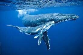 Подборка автомобильных приколов 