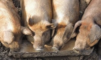 Хватит на всю компанию: убийственный коктейль в кухонной раковине