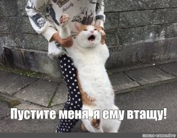Золотистый ретривер вмешался, чтобы помешать своему другу-коту ввязаться в драку