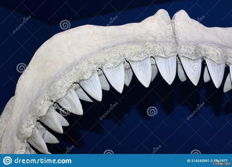 Вот как выглядят зубы в несколько рядов. На фото челюсть акулы.