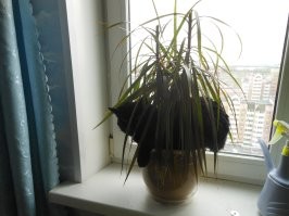 20 изображений, которые доказывают, что жизнь с кошкой - это сплошная комедия