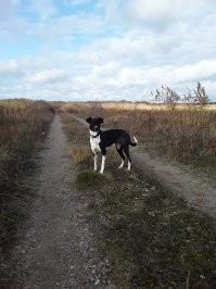 Самая умная собака моя Нора!)))) Полукровка с борзой, дворняжка попросту. Это уже шестая моя собака и отвечаю, самая умница из умниц! Не дрессировали, не учили командам, но она говорит с нами без слов и очень чётко доносит что нужно, так же хорошо понимает нас. Так умеют все собаки, но она это делает просто отлично и быстро. Мы не отдаём ей команды, это и требуется. Просто говорим с ней. Гениальная пёсенька. Да ещё и красавица. )))