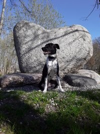 Самая умная собака моя Нора!)))) Полукровка с борзой, дворняжка попросту. Это уже шестая моя собака и отвечаю, самая умница из умниц! Не дрессировали, не учили командам, но она говорит с нами без слов и очень чётко доносит что нужно, так же хорошо понимает нас. Так умеют все собаки, но она это делает просто отлично и быстро. Мы не отдаём ей команды, это и требуется. Просто говорим с ней. Гениальная пёсенька. Да ещё и красавица. )))