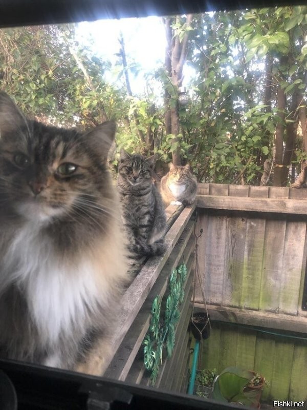 "Выглянул в окно, это не мои коты" - 
Коты не бывают чьи-то, это ты можешь принадлежать ИМ