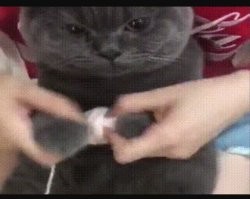 Вот это ряха у кота!!!да характер золотой, да работящий!!!