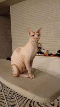 Да шучу, шучу я. Вот мое: