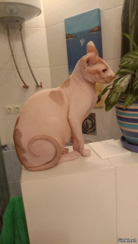 Да шучу, шучу я. Вот мое: