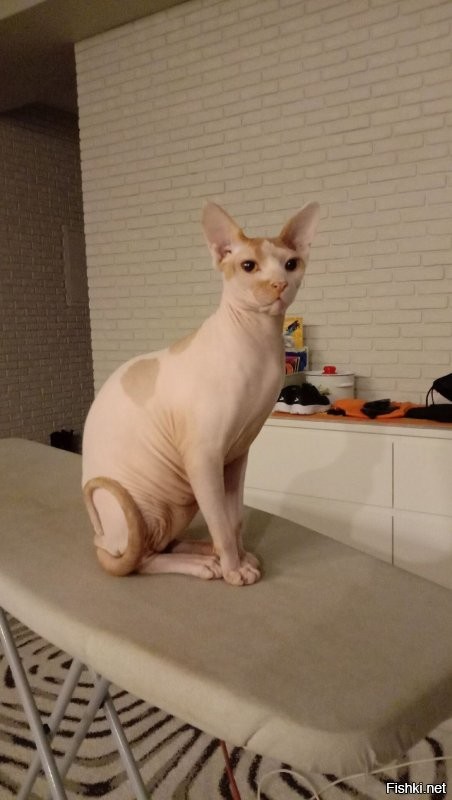 Да шучу, шучу я. Вот мое: