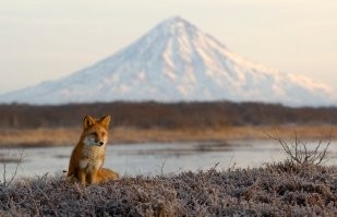 Игорь Шпиленок -замечательный фотохудожник, эти лисы-тоже его)