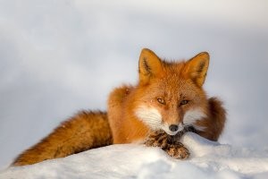 Игорь Шпиленок -замечательный фотохудожник, эти лисы-тоже его)