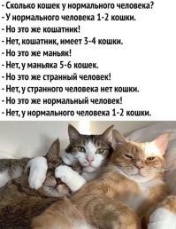 20 изображений, которые доказывают, что жизнь с кошкой - это сплошная комедия