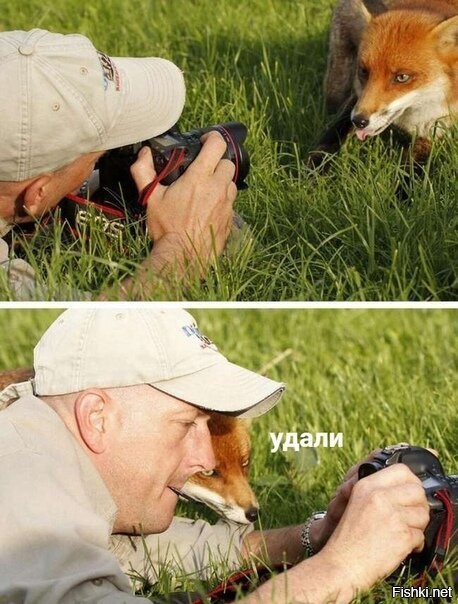 Как дикие лисы полюбили русского фотографа и сделали его знаменитым