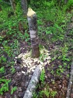 Твари бобровые, из-за них затопило все окрестности, а прогнать их нельзя, "Красная книга" не разрешает