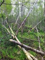 Твари бобровые, из-за них затопило все окрестности, а прогнать их нельзя, "Красная книга" не разрешает