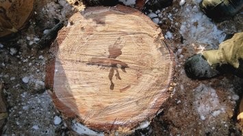 35 фото, на которые придется взглянуть дважды