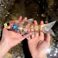 "Крошечная рыбка"?! Или это ее в руках новорождённый держит?