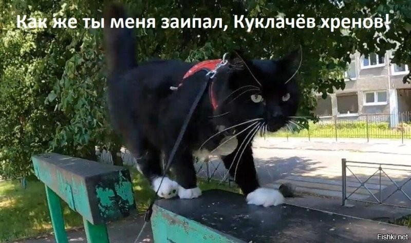 Пенсионер из Калининграда обучил своего кота цирковым трюкам
