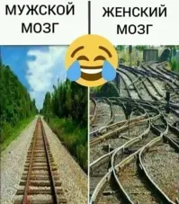В женском мозгу извилин больше?