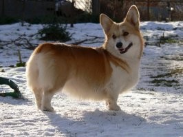 Какой хвост?