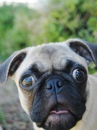 Ещё мопсу предложите.