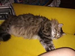 15 веселых животных, которые точно знают, как получить наслаждение от жизни
