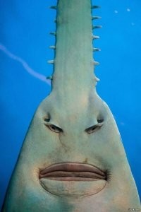 Кто проживает на дне океана? 35 фото из морских глубин
