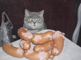 16 пушистых наглецов, которые пошли на воровство ради вкусняшек, но были пойманы
