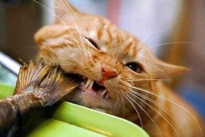 16 пушистых наглецов, которые пошли на воровство ради вкусняшек, но были пойманы