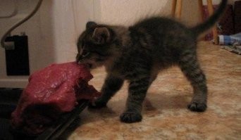16 пушистых наглецов, которые пошли на воровство ради вкусняшек, но были пойманы