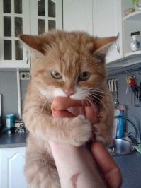 16 пушистых наглецов, которые пошли на воровство ради вкусняшек, но были пойманы