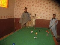 Осёл тоже в игре? Палку свою имеет ))