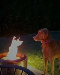 Здесь будто тоже пёс огненный)))