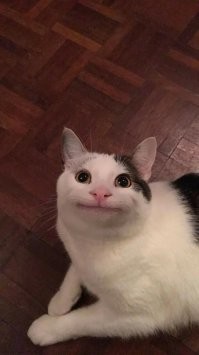 Кот инженера. Недовольный
