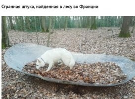 Данная штука называется СОБАКА - отряда хищных семейства псовых