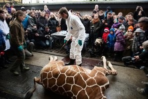 Дельфины-вы умны и прекрасны.
Датчане:"Давайте завалим штук 800.У нас же традиции".
Жираф-уникальное в своём роде животное.Его ни с кем не перепутаешь.
Датчане:"Этот не очень нам нужен.Мы при детях его сейчас освежуем и скормим льву".
Так что:рисовать-не мешки ворочать.