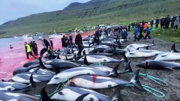 Дельфины-вы умны и прекрасны.
Датчане:"Давайте завалим штук 800.У нас же традиции".
Жираф-уникальное в своём роде животное.Его ни с кем не перепутаешь.
Датчане:"Этот не очень нам нужен.Мы при детях его сейчас освежуем и скормим льву".
Так что:рисовать-не мешки ворочать.