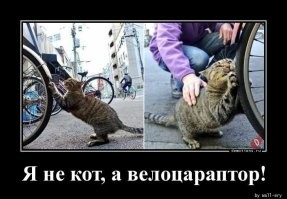 Разновидность Велоцараптор