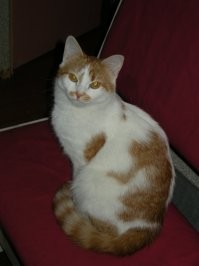 Вот у таких есть два функционала.1. Наглая рыжая морда.2.Белый и пушистый. Причем, эта наглая рыжая морда в одну милисекунду превращается в белую и пушистую.