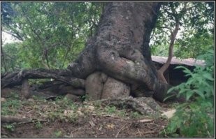 Хрен знаит, што там в лесах творицо... Опасно туды ходить, выипут ещё.