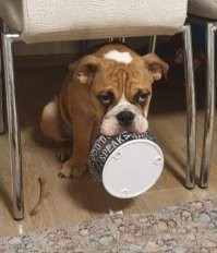 Пффф... У меня бульдог также рубит) Миска чистая за секунду и сидит, в зубах ее держит - типа добавки давай!